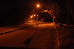 capivara atravessando a rua